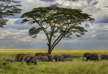 trees elephants herds 1920x1080 wallpaper Art HD Wallpaper